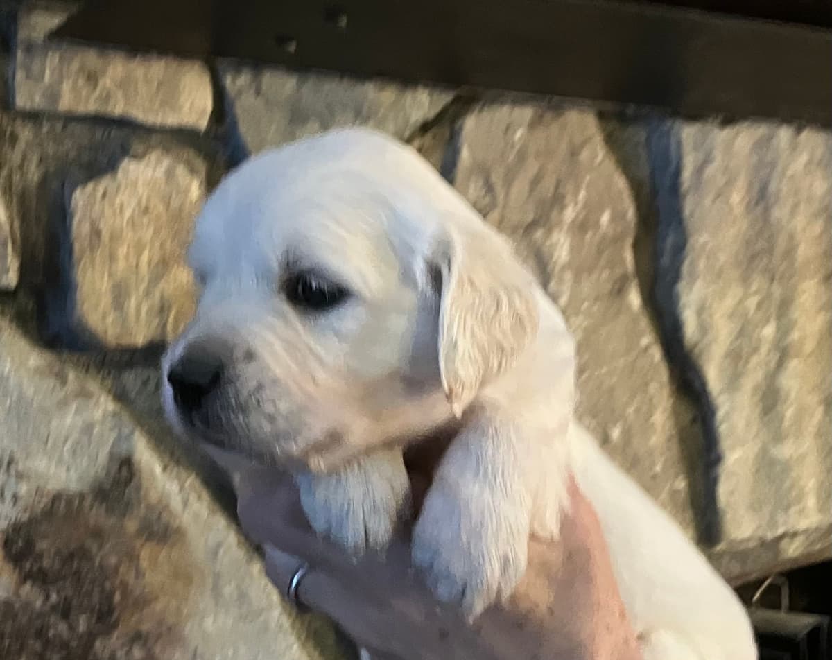 Golden Retriever Puppies breeder image 6