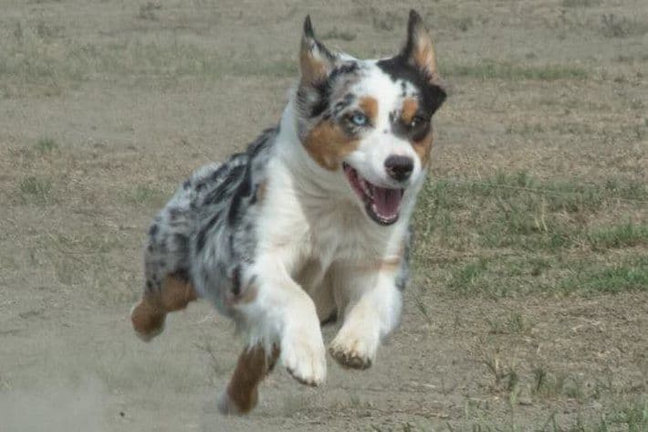 Miniature American Shepherd Puppies breeder image 12