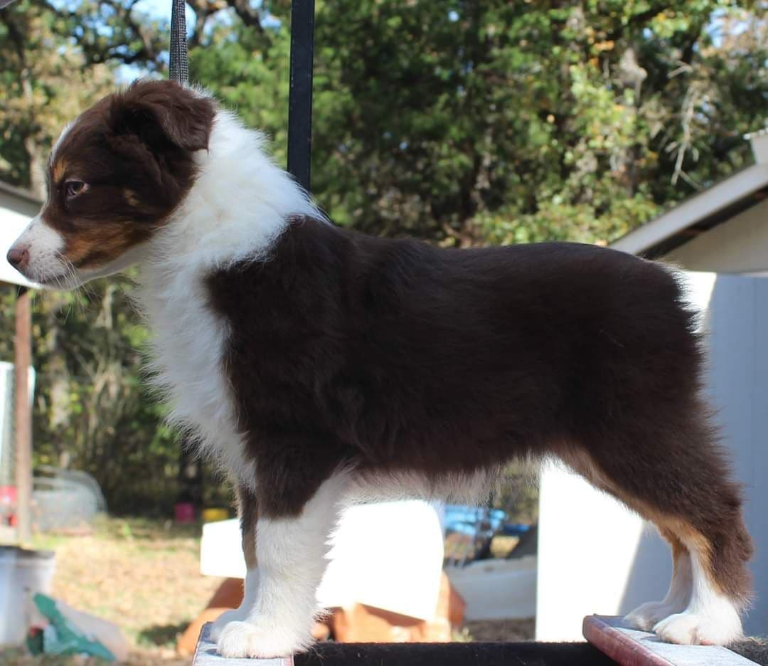 Miniature American Shepherd Puppies breeder image 27