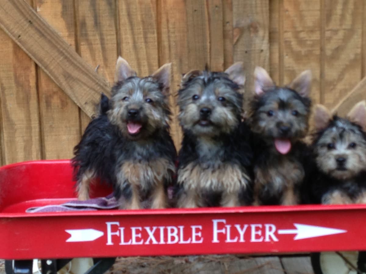 Silky Terrier Puppies breeder image 5