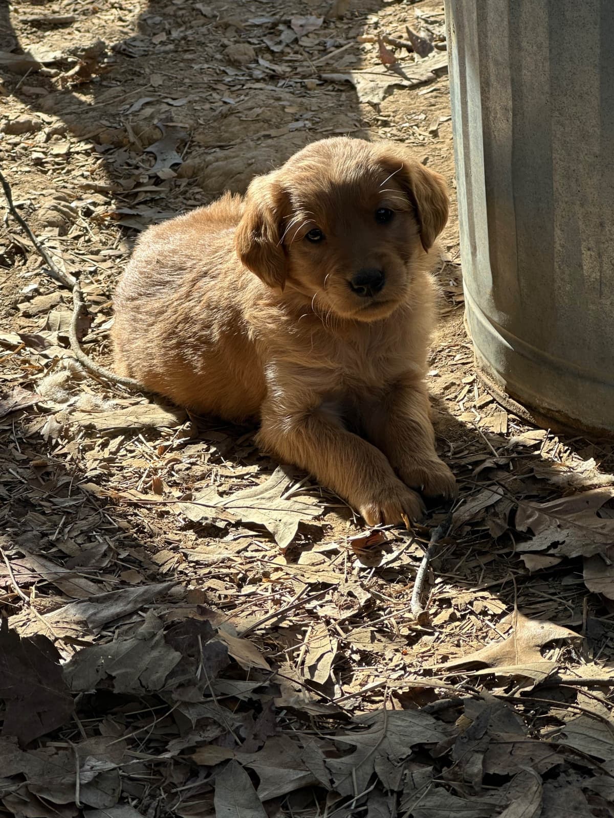 Silky Terrier Puppies breeder image 16