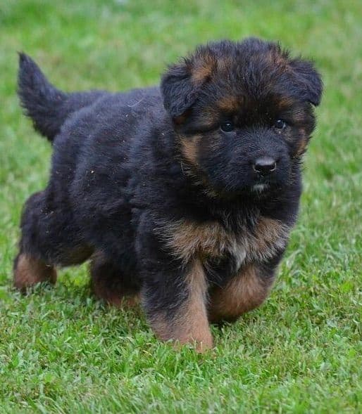 AKC FROM DIRECT IMPORTS HIGH QUALITY breeder image 2