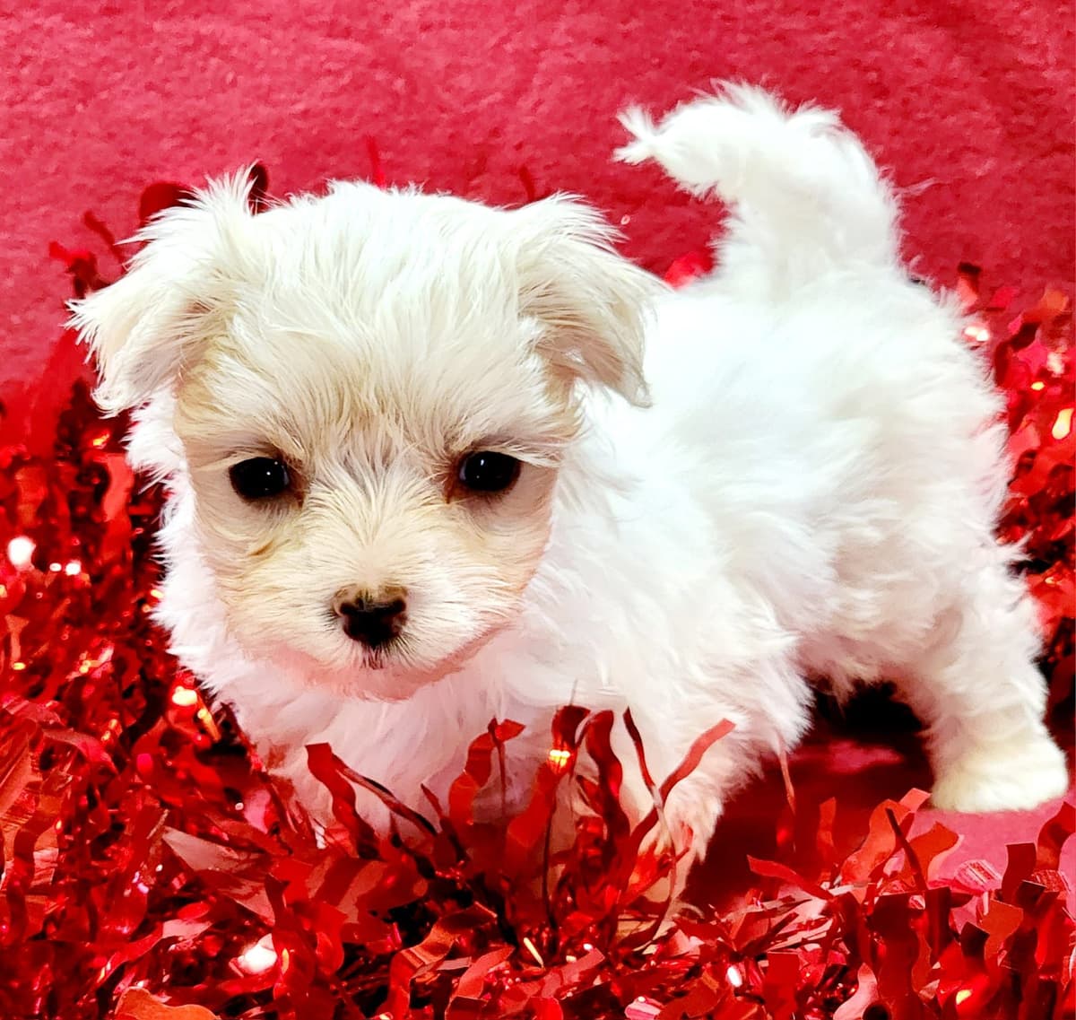 Sweet AKC Maltese Boys – Born 6/22 breeder image 8