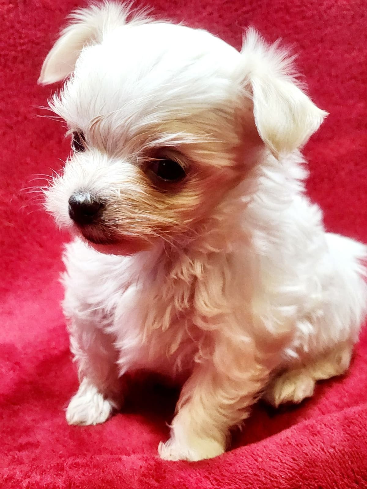 Sweet AKC Maltese Boys – Born 6/22 breeder image 13