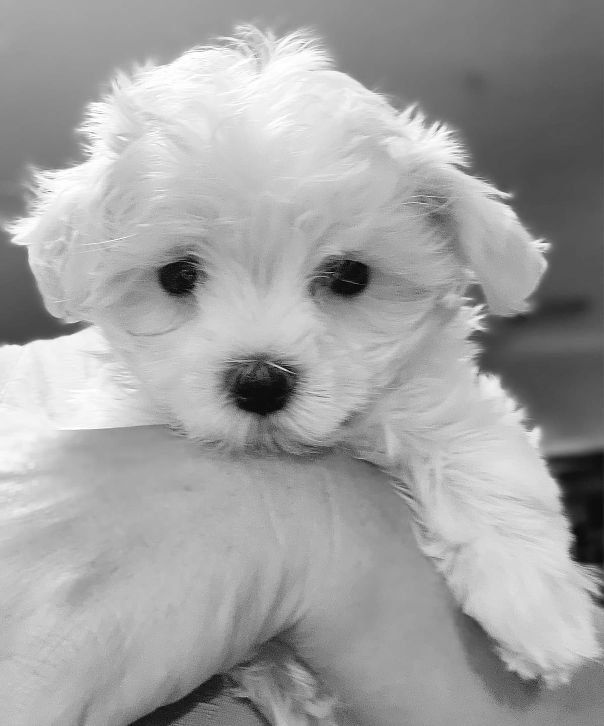 Sweet AKC Maltese Boys – Born 6/22 breeder image 14