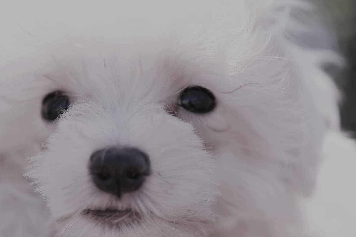 Sweet AKC Maltese Boys – Born 6/22 breeder image 17