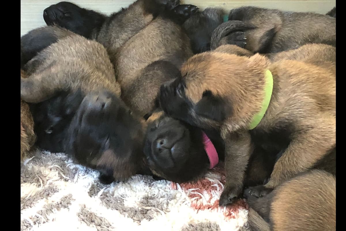 Belgian Malinois Puppies breeder image 4