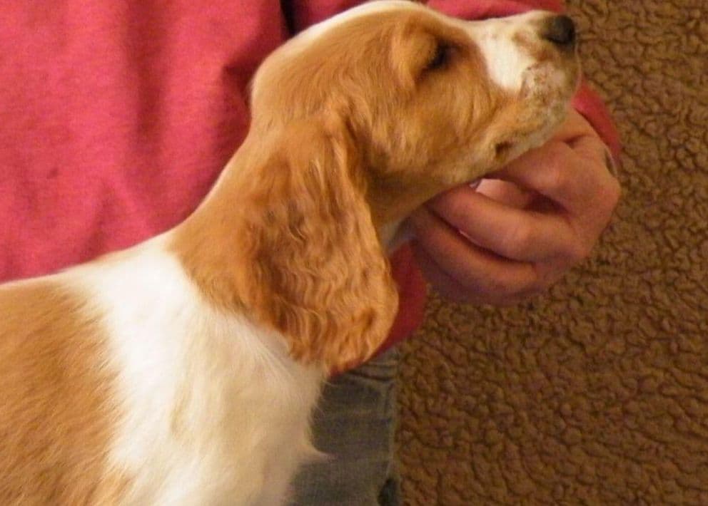 Welsh Springer Spaniel Puppies breeder image 1