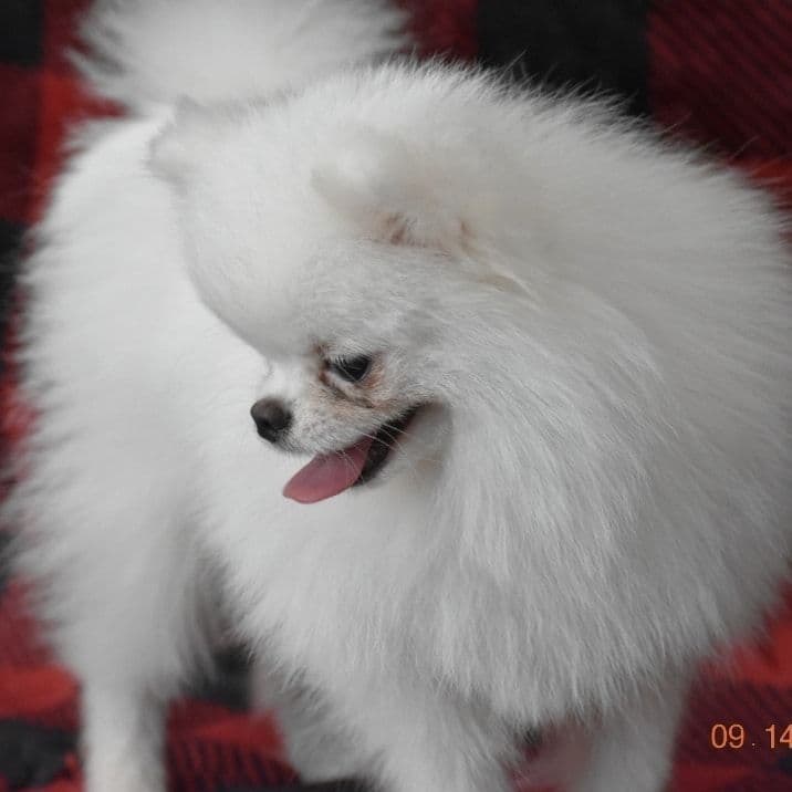 Pomeranian Puppies breeder image 6