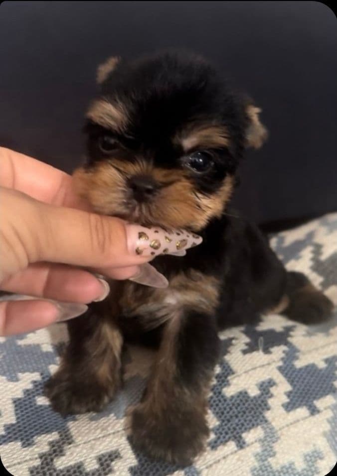 Pomeranian Puppies breeder image 26