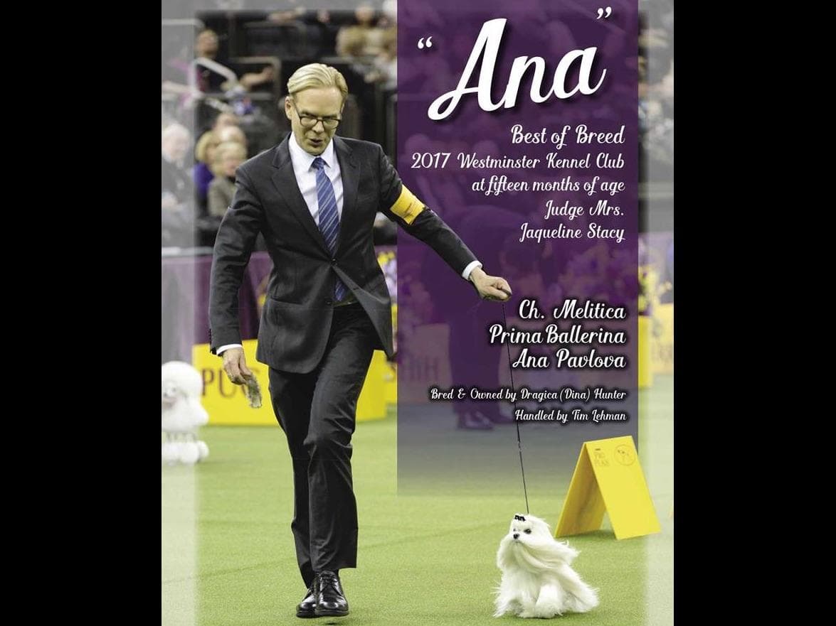 Melitica Maltese breeder image 32