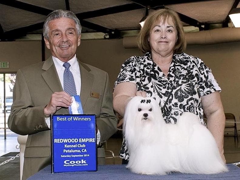 Melitica Maltese breeder image 24