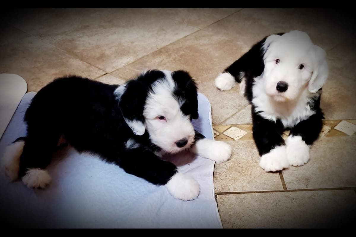Old English Sheepdog Puppies breeder image 14