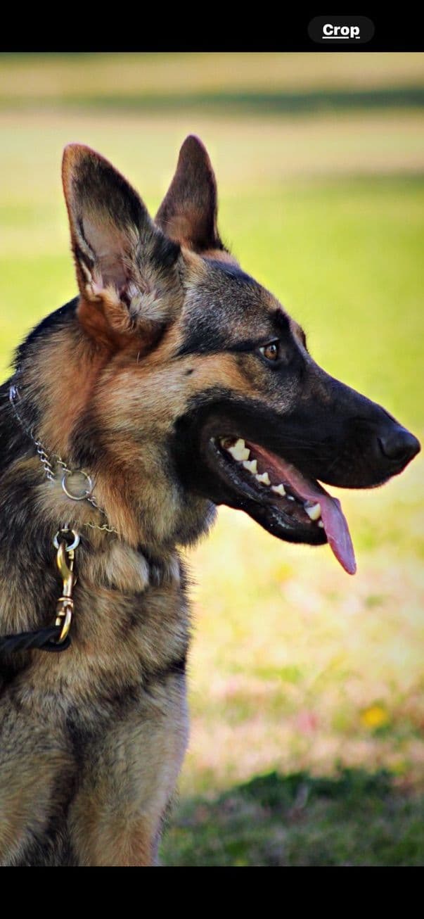 German Shepherd Dog Puppies breeder image 14