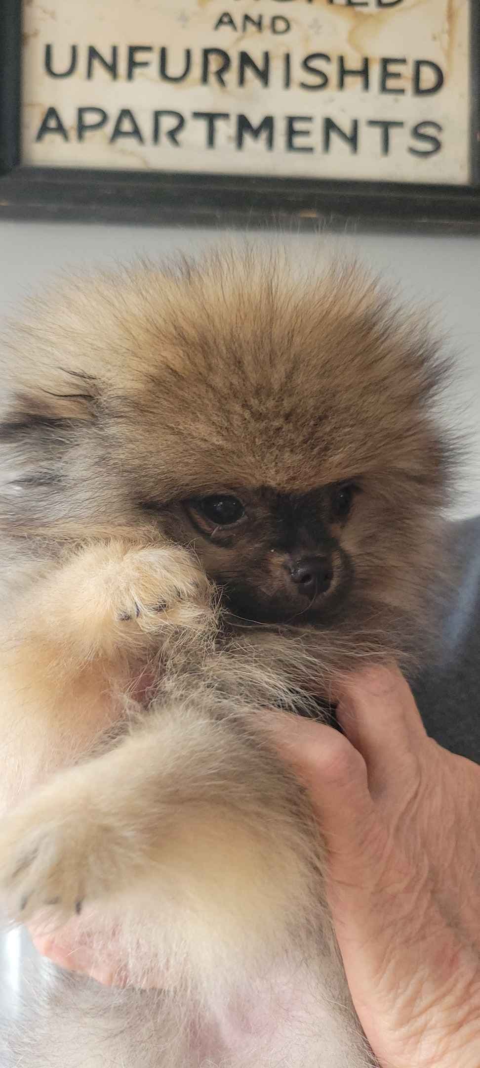 Pomeranian Puppies breeder image 1