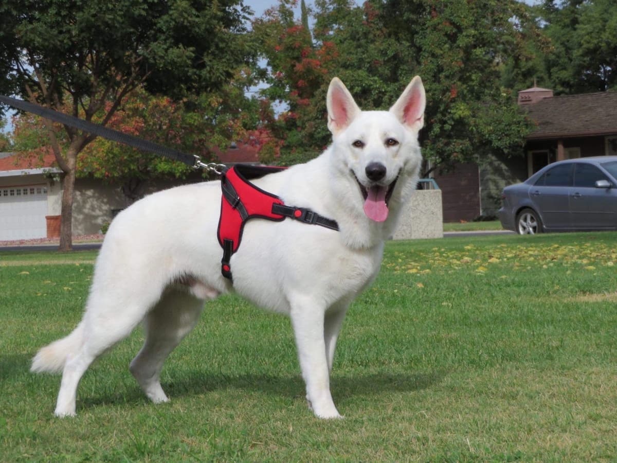 White German Shepherd Dog breeder image 5