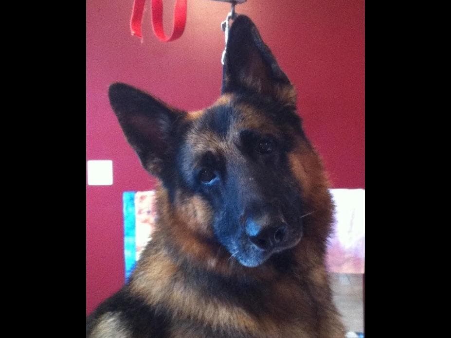 German Shepherd Dog Puppies breeder image 9