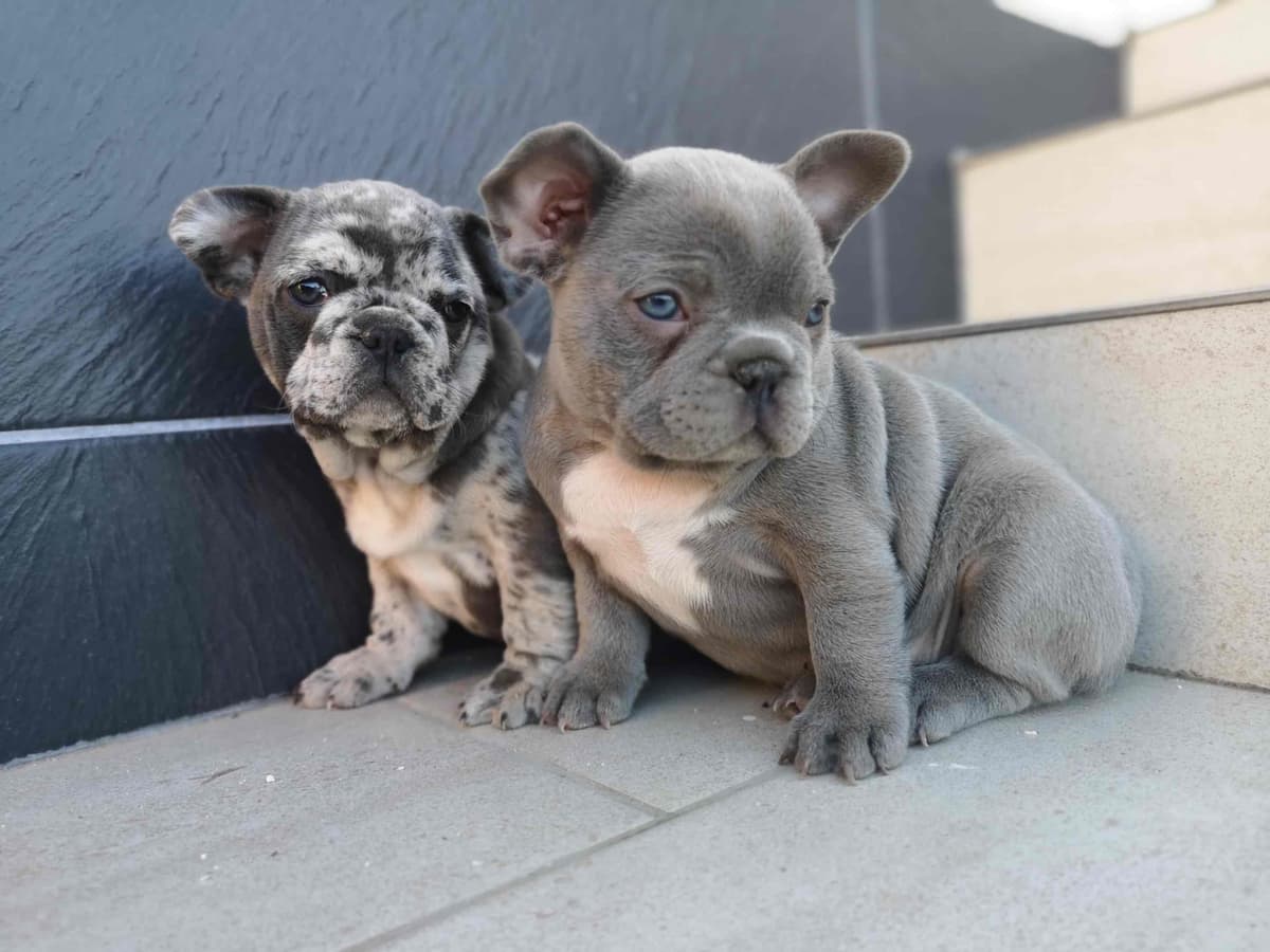 French Bulldog Puppies Blue's and Lilacs breeder image 3