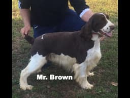 Barbara's English Springer Spaniels