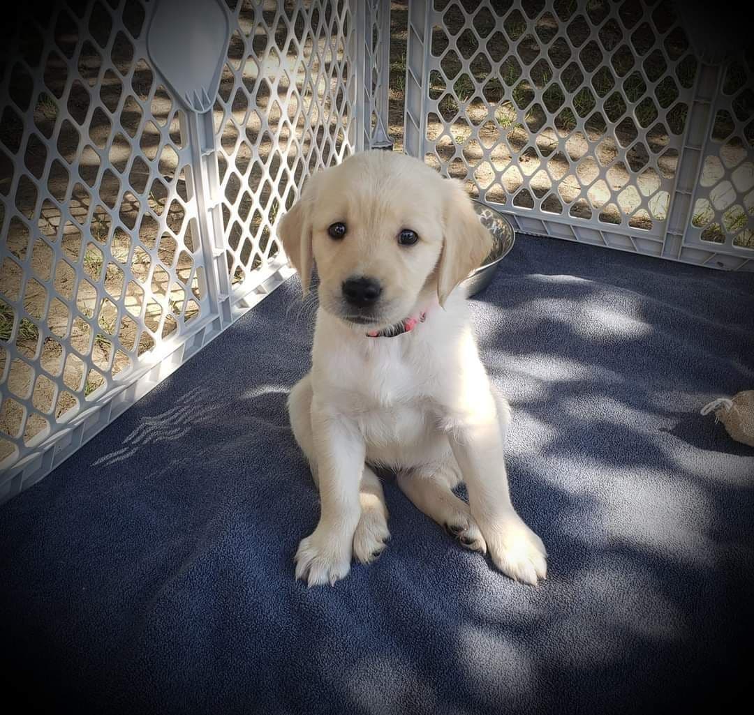 Golden Retriever Puppies breeder image 7