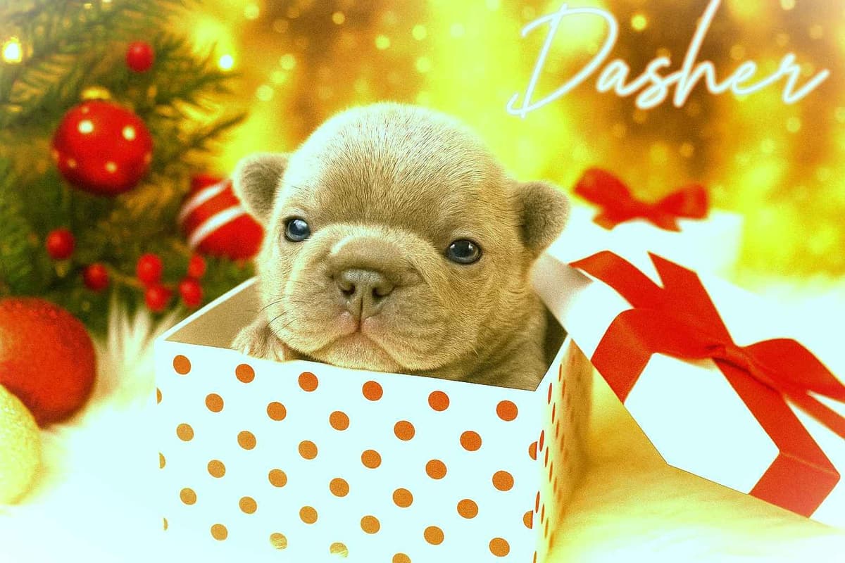 Boston Terrier Puppies breeder image 21
