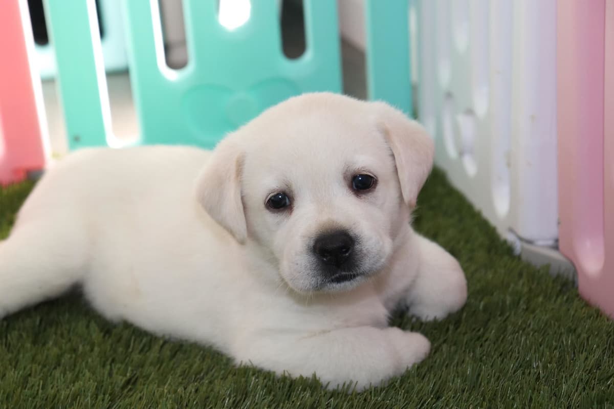 Labrador Retriever Puppies breeder image 7