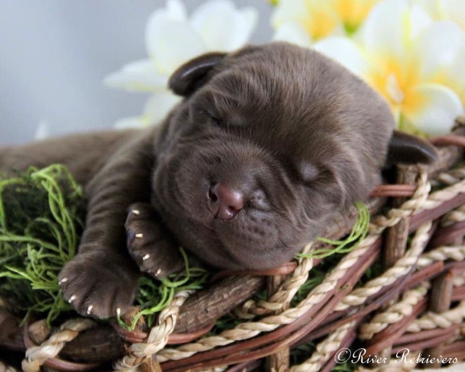 Labrador Retriever Puppies breeder image 9