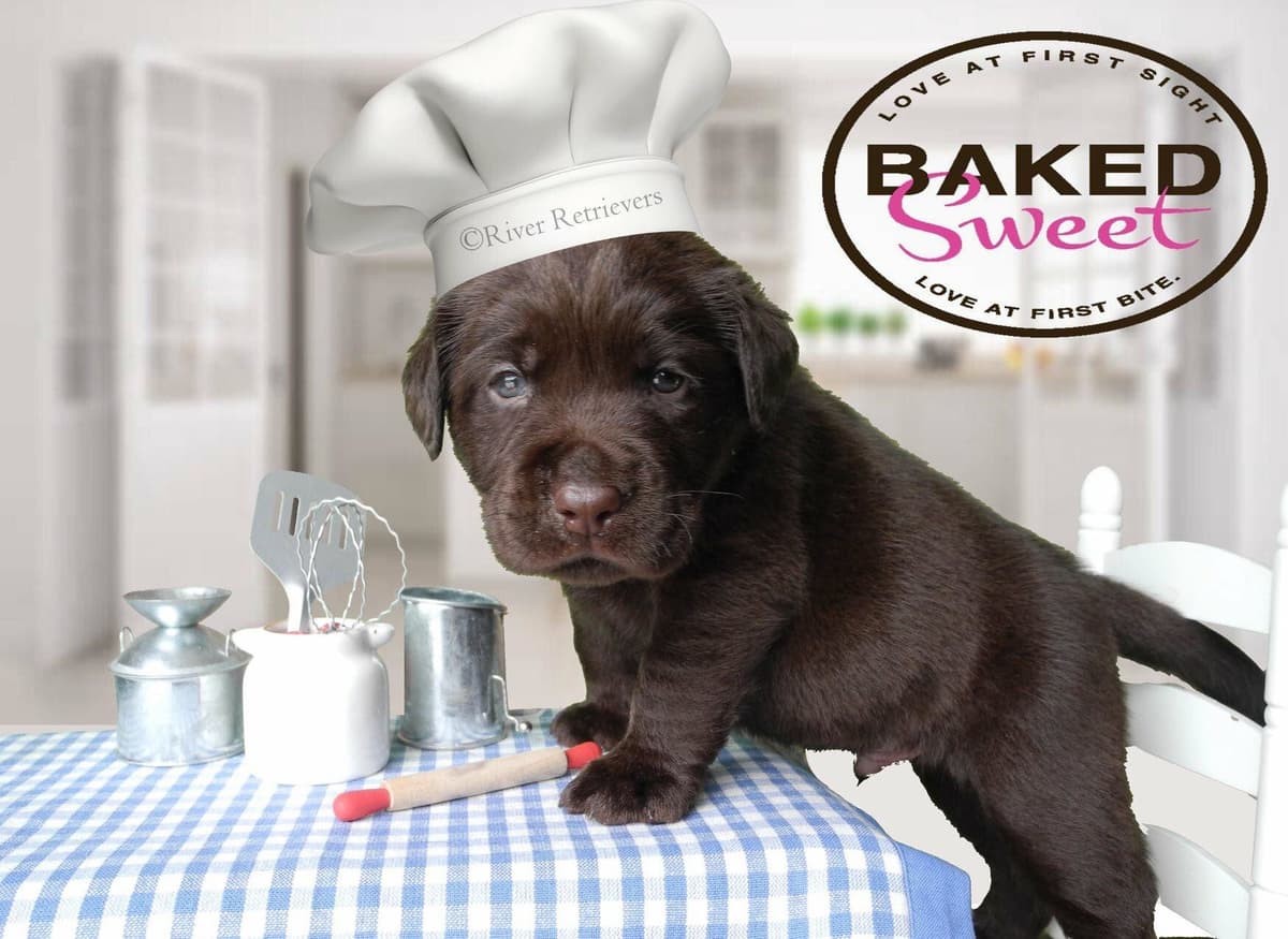 Labrador Retriever Puppies breeder image 13