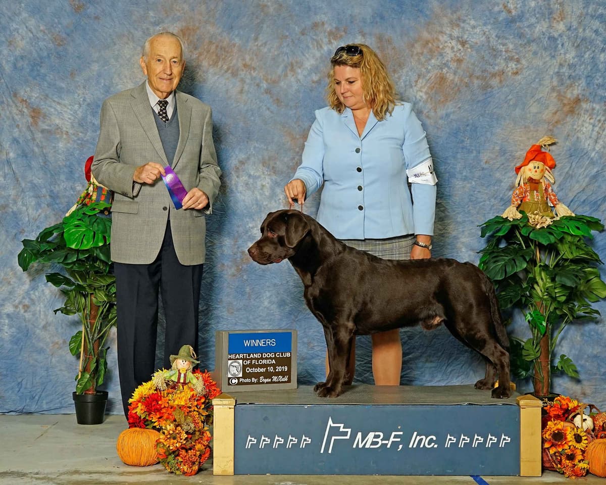 Labrador Retriever Puppies breeder image 17