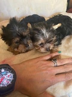 Yorkshire Terrier Puppies breeder image 3