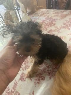 Yorkshire Terrier Puppies breeder image 5
