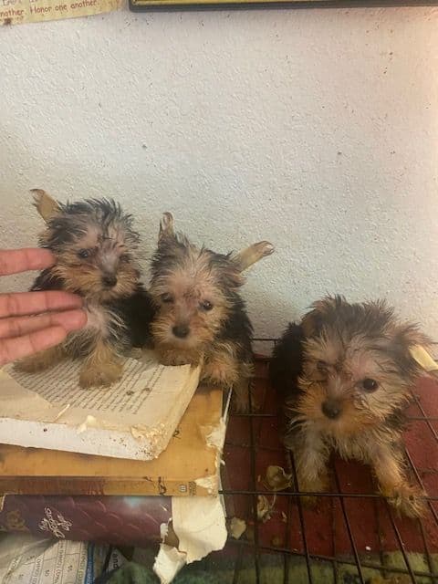 Yorkshire Terrier Puppies breeder image 6