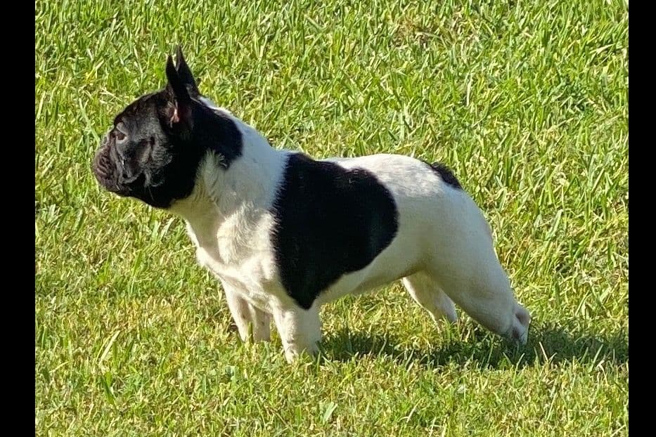 New babies available 2026 summer!! breeder image 5