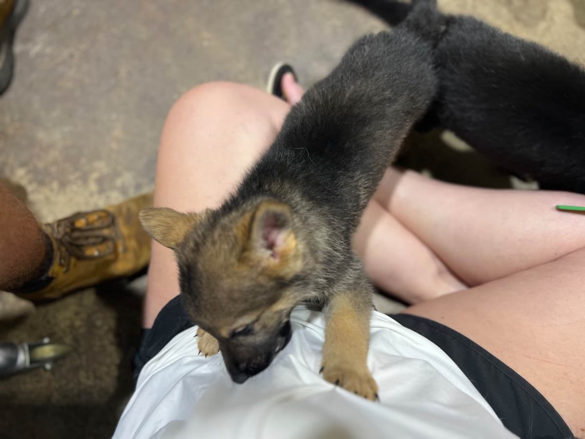 German Shepherd Dog Pupp breeder image 3