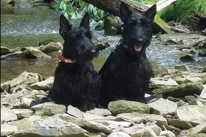 Miniature Schnauzer Puppies breeder image 4