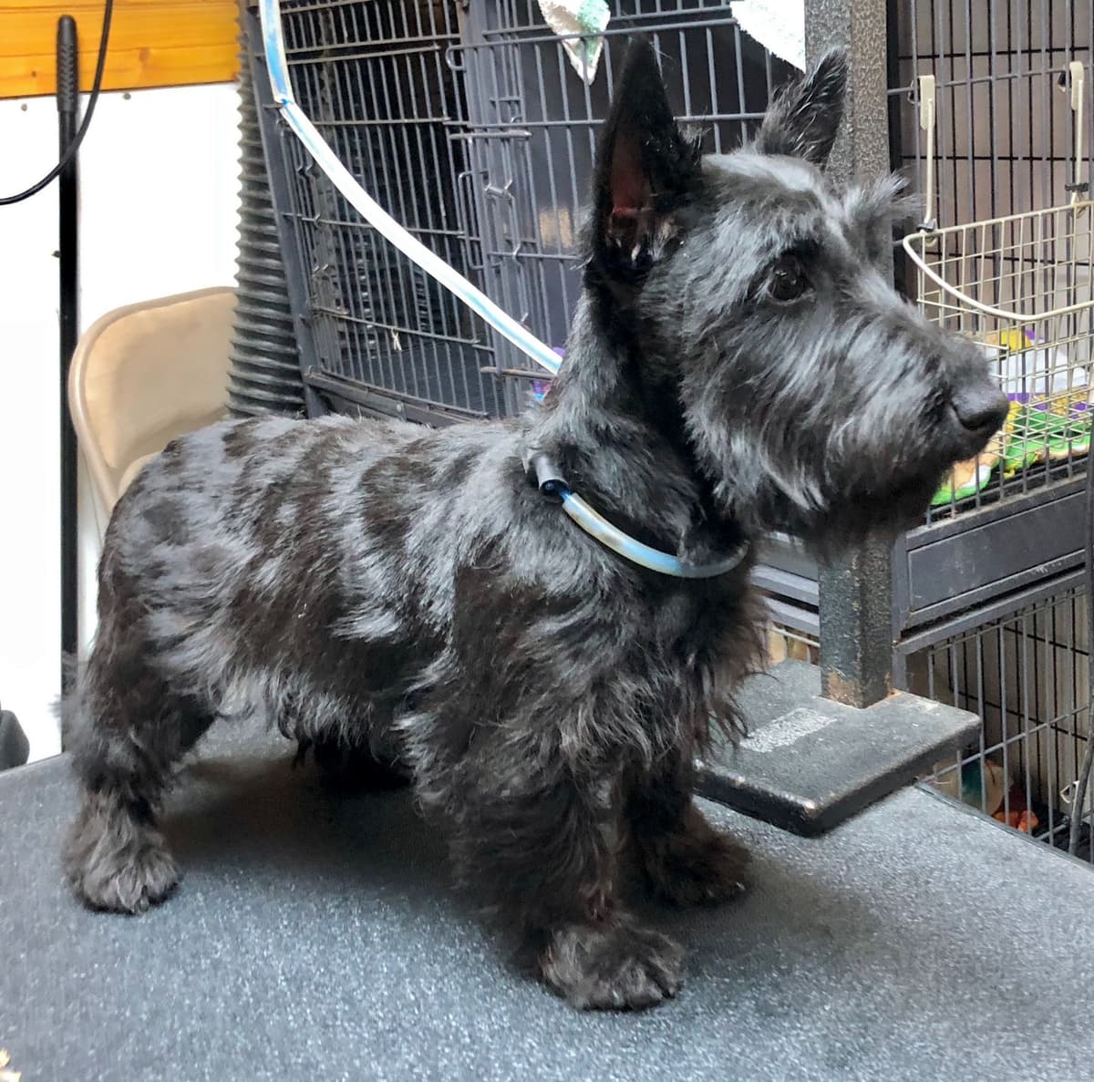 Miniature Schnauzer Puppies breeder image 16