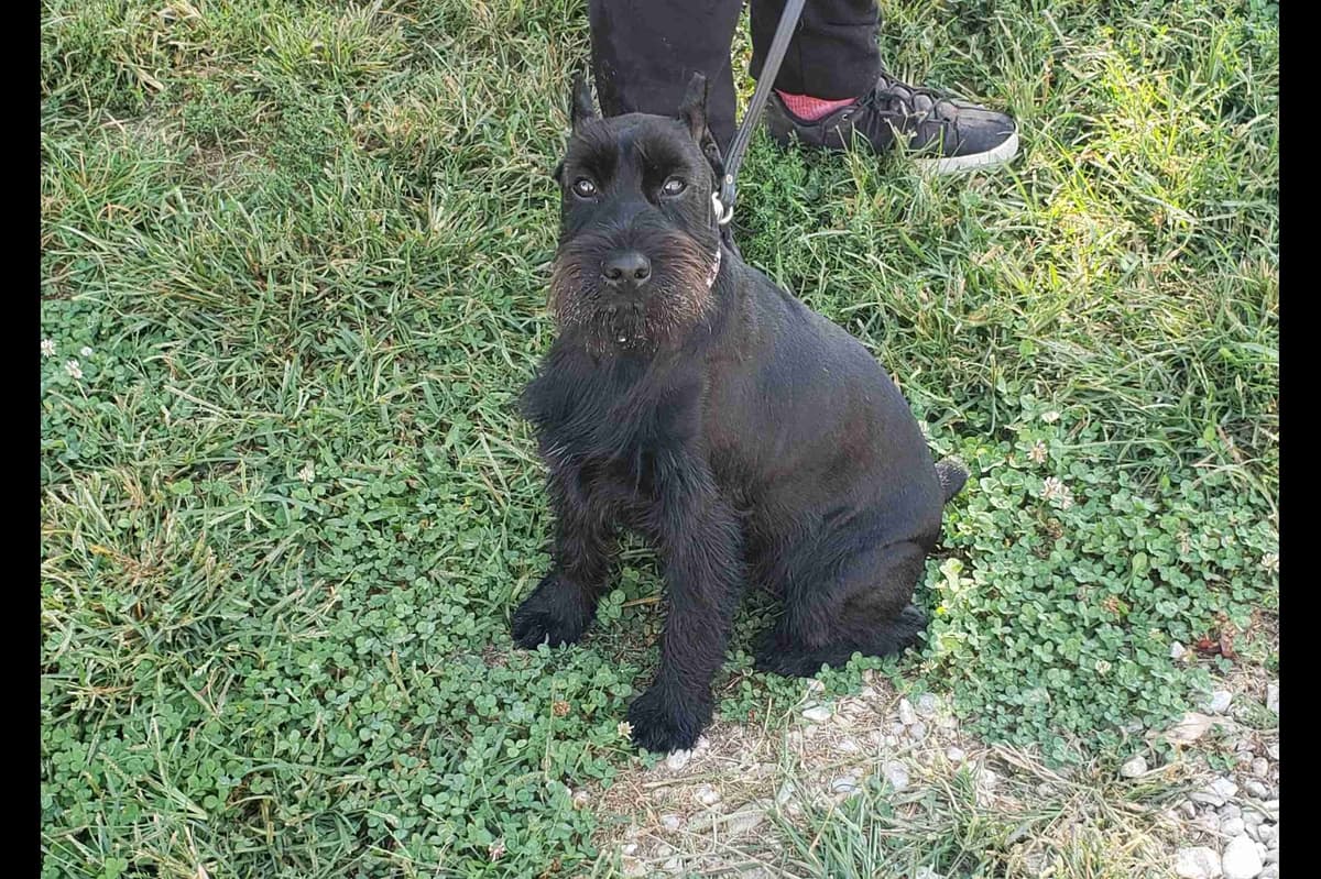 Miniature Schnauzer Puppies breeder image 2