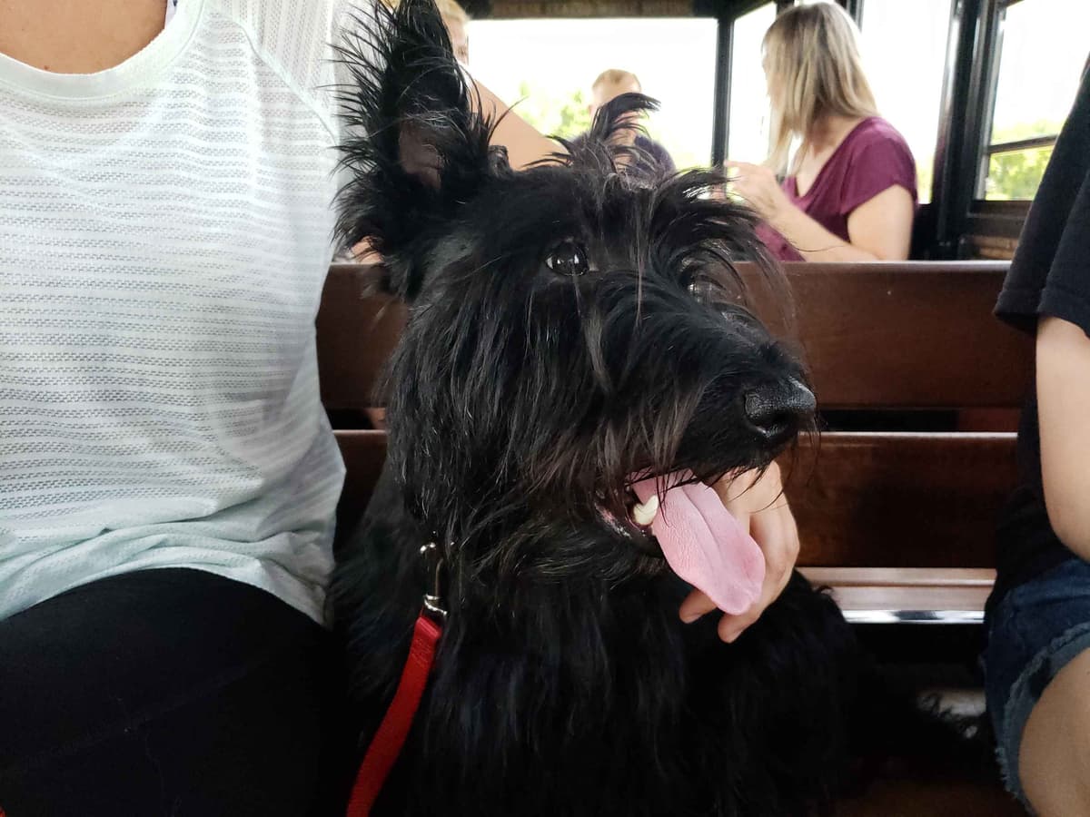 Scottish Terrier Puppies breeder image 22