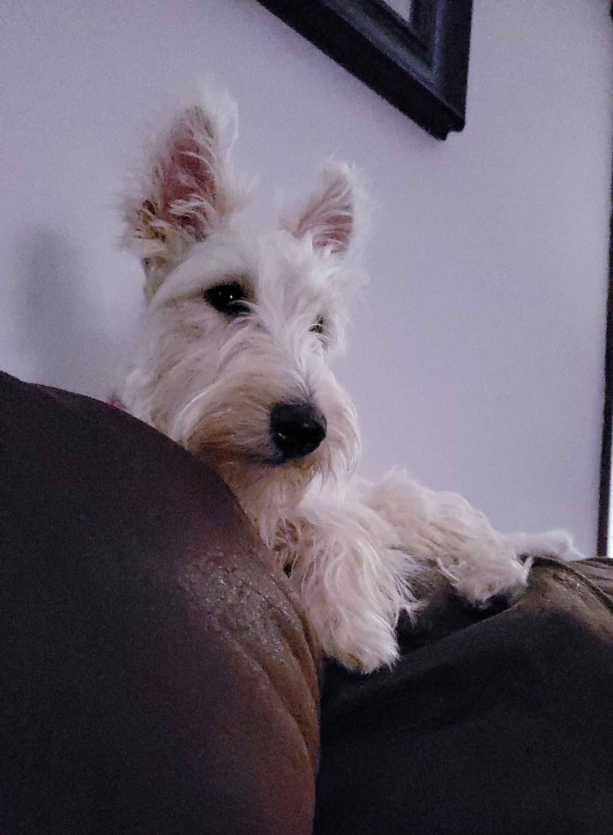 Scottish Terrier Puppies breeder image 26
