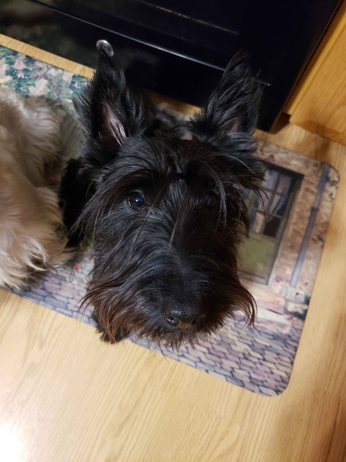 Scottish Terrier Puppies breeder image 37