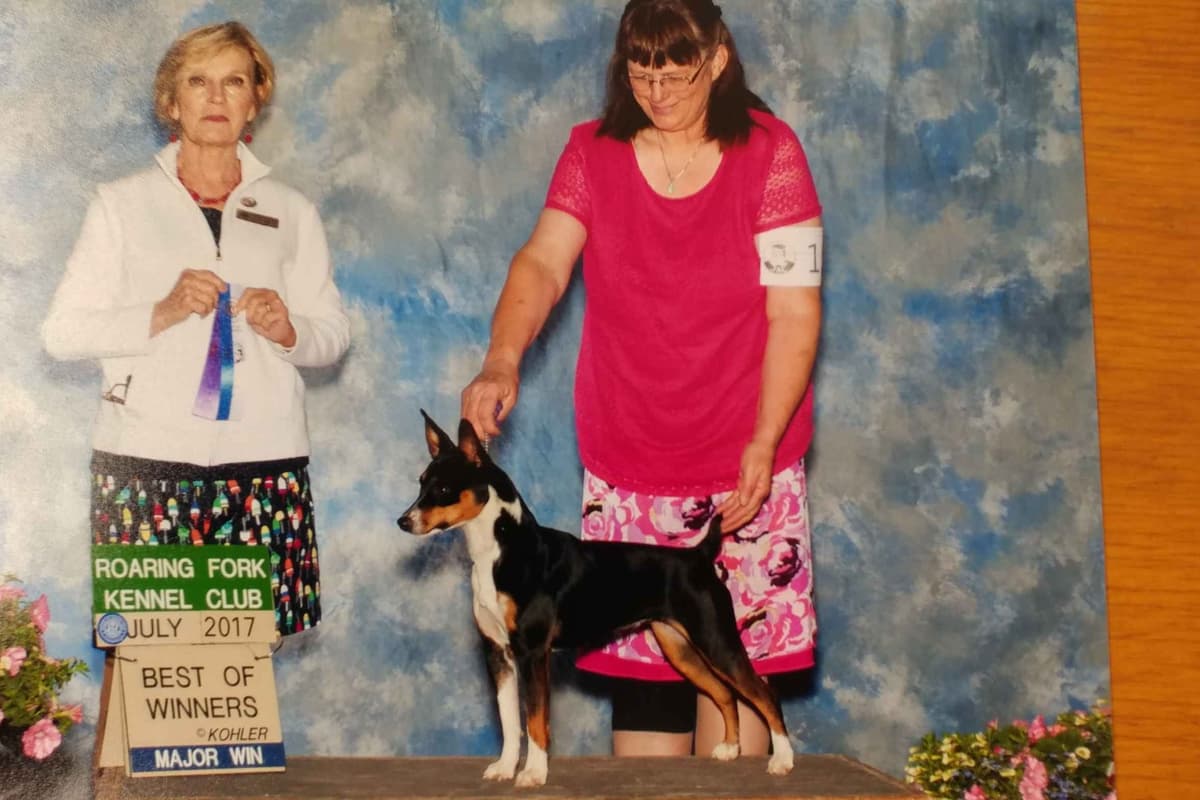 Russell Terrier Puppies breeder image 9