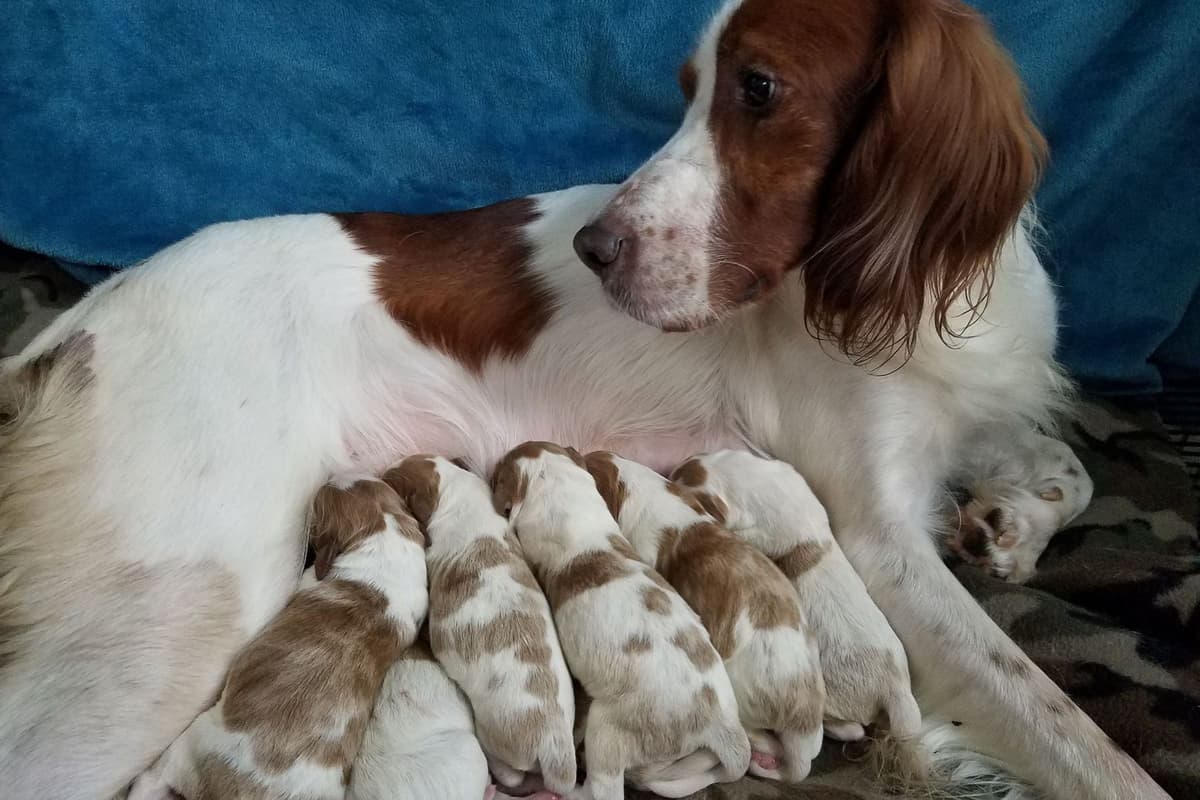 Irish Red and White Setter Puppies breeder image 15