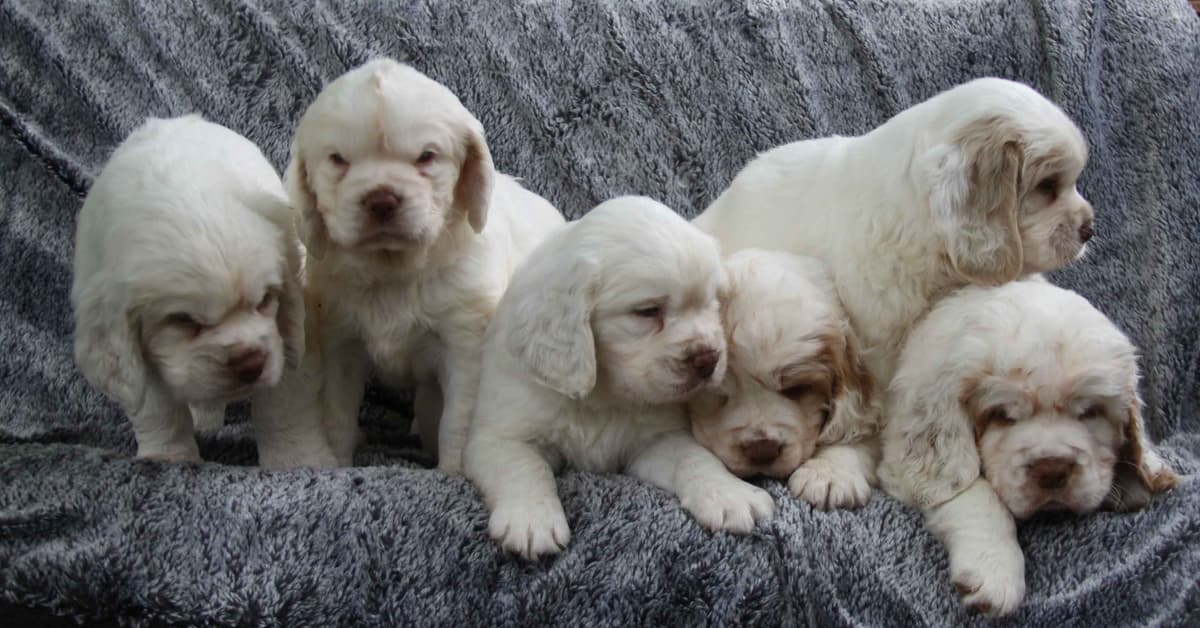 Irish Red and White Setter Puppies breeder image 20