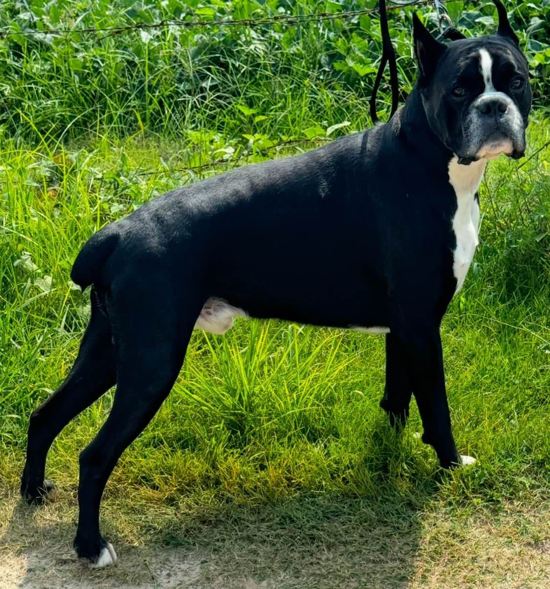 Boxer Puppies breeder image 1