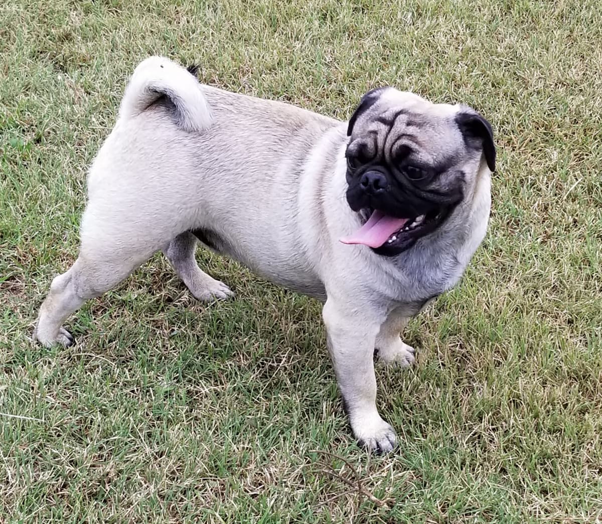 Pug Puppies breeder image 2