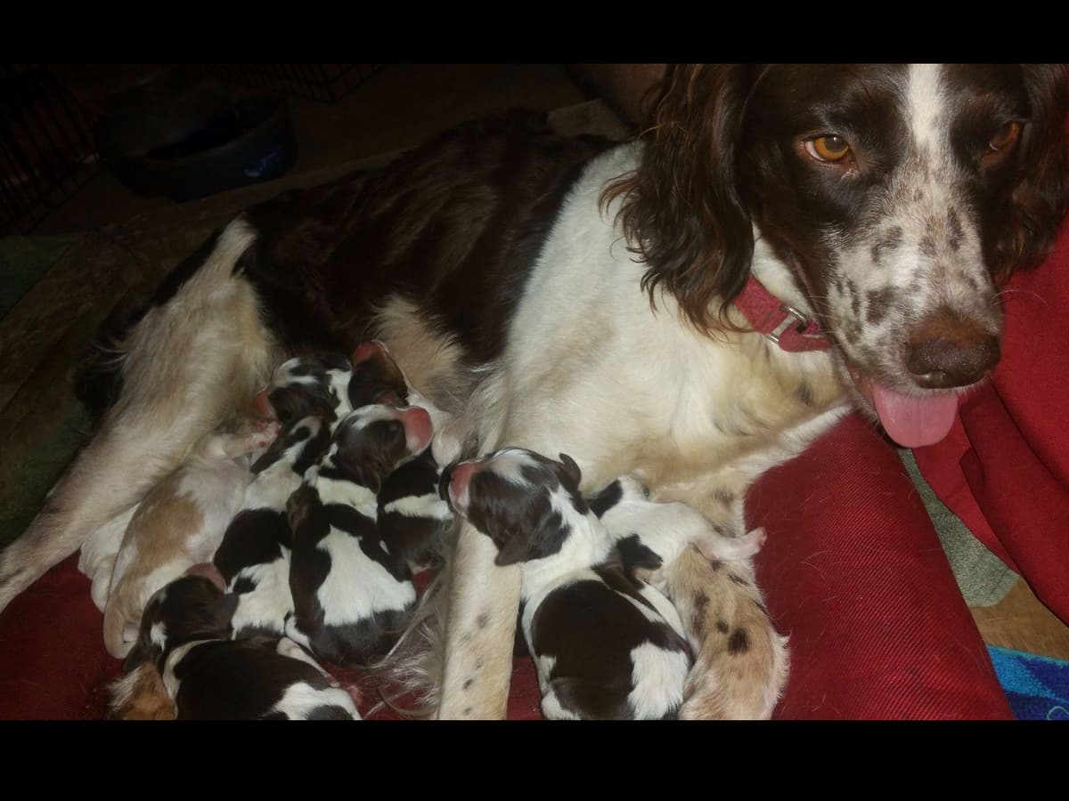 Brittany Puppies breeder image 4