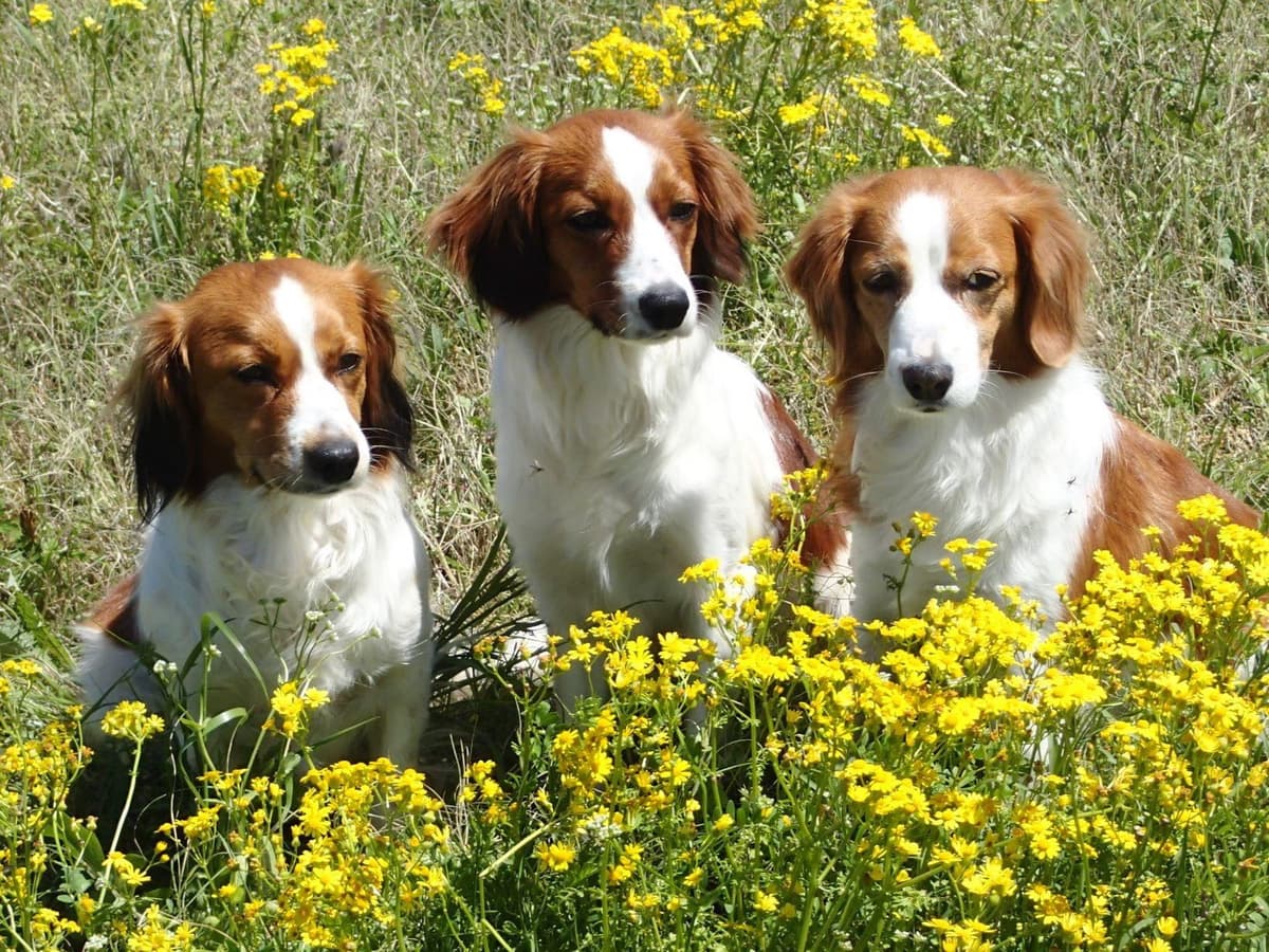 Nederlandse Kooikerhondje Puppies breeder image 3