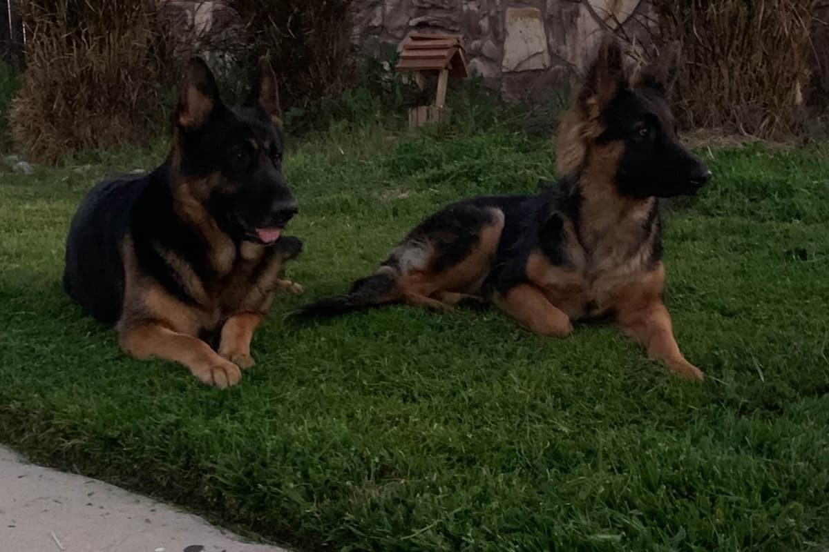 German Shepherd Dog Puppies breeder image 5