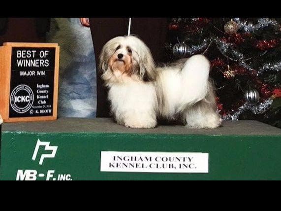 Havanese Puppies breeder image 1