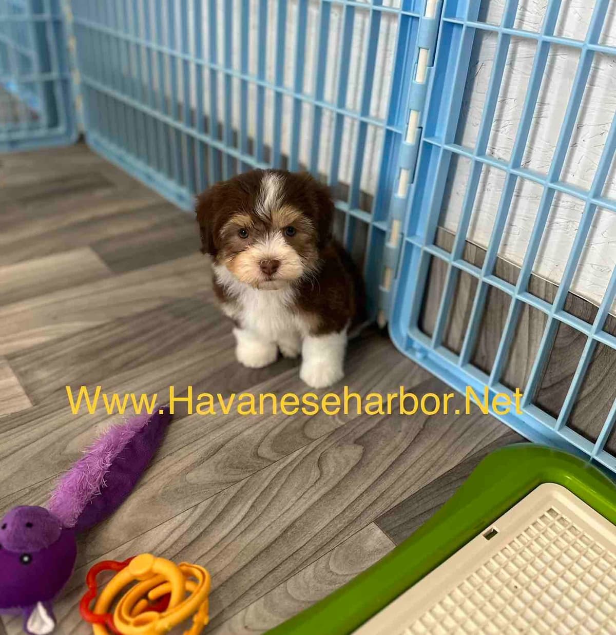 Havanese Puppies breeder image 21